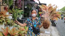 Bisnis yang Berawal dari Hobi Menjadi Penghasil Rejeki Tanaman Hias