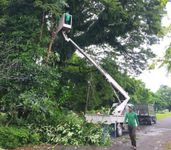 Musim Penghujan Awal Tahun Masih Terjadi, DLHK Denpasar Intensifkan Perompesan Antisipasi Pohon Tumbang Pohon Tumbang