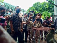 Antisipasi Penyebaran Rabies, Pemkot Denpasar Tertibkan Penjual HPR Liar Pasar Burung