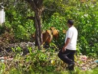 Respon Cepat Kejadian Viral Sapi Liar, Petugas Turun Langsung Ingatkan Pemilik Hewan Sapi Liar