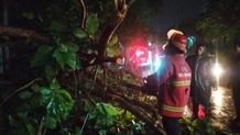 Tim Respon Cepat BPBD Denpasar Atensi Pohon Tumbang Pasca Hujan Lebat Pohon Tumbang