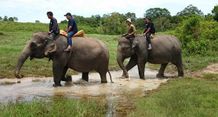 Peneliti UGM Lakukan Konservasi Gajah Sumatera Gajah Sumatera