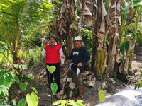 Kebun Pisang Petani di Desa Beng Gagal Panen, Unud Turun Tangan Pisang