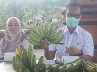 Gandeng Kementerian Pertanian, Badung Kembangkan Pisang Barangan Jumbo “Bajo” Bajo