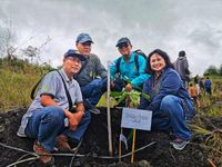 PS Biologi dan CIFOR Lakukan Penanaman Bibit Malapari Pomangia Pinnata Bibit Malapari Pomangia Pinnata