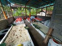 Hebat! Mahasiswa Magister Teknologi Pangan FTP Unud Sulap Maggot Menjadi Chips Maggot