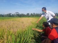 Antisipasi Serangan Hama Wereng Coklat Dinas Pertanian dan Pangan Gelar Gerdal Hama Wereng