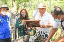 Menjanjikan, Bupati Jembrana Dorong Budidaya Lebah Madu Apis Melifera Diperluas Budidaya Lebah