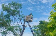Antisipasi Pohon Tumbang, DLHK Denpasar Rutin Intensifkan Perompesan DLHK Kota Denpasar