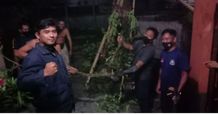 Tim BPBD Kota Denpasar Amankan Ular Sanca Masuk ke Rumah Warga Ular Sanca