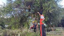 Amankan Jalur Nasional, BPBD Jembrana Pangkas Puluhan Pohon Perindang Pohon Perindang