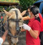 Pastikan Kesehatan Kuda Dokar Denpasar City Tour, Tim Kesehatan Hewan Rutin Lakukan Pengecekan Dokar