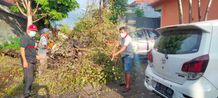 Tim Jumali Antisipasi Pohon Tumbang Jumali