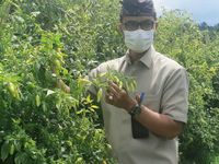 Jelang Hari Raya Idul Fitri, Dinas Pertanian Pantau Produksi Pangan Idul Fitri