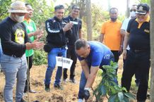 Jembrana Garap Budidaya Tanaman Alpukat Alpukat