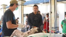 Cegah Rabies, Pemkab Jembrana Tekan Populasi Anjing Liar Anjing Liar