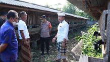 Jembrana Masih Bebas Penyakit Mulut dan Kuku Penyakit Mulut dan Kuku