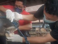 Antisipasi PMK, Distan Badung Terjunkan Dokter Hewan Dokter Hewan
