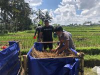 Subak Kehilangan Puluhan Ton Bahan Kompos Tiap Musim Panen Padi Panen