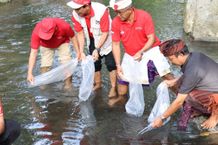 Serangkaian HUT ke-818 Bangli, Pemkab Bangli Tebar Ribuan Benih Ikan di Perairan Sungai Sangsang HUT Bangli