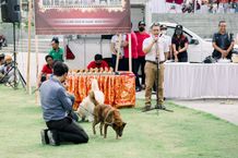 HUT Kota Bangli ke-818, Fakultas Kedokteran Hewan Bertugas Sebagai Juri Pameran Nasional Anjing Kintamani Fakultas Kedokteran Hewan