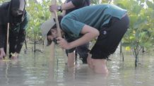 Penanaman Bakau dalam Rangka Peringatan World Earth Day (WEDA) 2022 Bakau