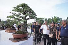 Buka Pamnas Bonsai Gianyar, Mahayastra: Inilah Seni Bonsai Sesungguhnya Bonsai