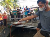 Peringati Hari Lingkungan Hidup, Kelurahan Panjer Gelar Penuangan dan Penyemprotan Eco Enzyme Eco Enzyme