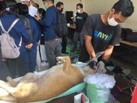 Cegah Rabies dan Perkembangan Anjing Liar, Dinas Pertanian Denpasar Lakukan Vaksinasi dan Sterilisasi Dinas Pertanian Denpasar