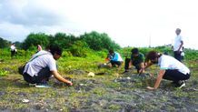 Lestarikan Ekosistem Laut, PLN Tanam 1.000 Pohon di Pesisir Pantai Biaung Denpasar Pesisir Pantai