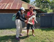Distan Buleleng Rancang Program Kontrol Populasi HPR Rabies