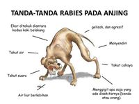 Waspada, Kasus Gigitan Anjing di Buleleng Akibatkan Satu Warga Meninggal Anjing Rabies
