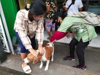 Enam Bulan, Kasus Gigitan Anjing di Buleleng Sentuh Angka 88 Kasus Rabies