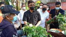 Wali Kota Jaya Negara Panen Sayur di Empelan Terbin Desa Sumerta Kelod Wali Kota Jaya Negara