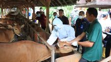Jembrana Zona Hijau Penyakit Mulut dan Kuku Jembrana
