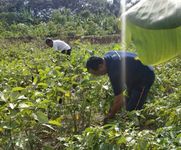 Program Padat Karya Nabati dan Hewani, Desa Dangin Puri Kelod Panen Sayur Terong Program Padat Karya Nabati dan Hewani