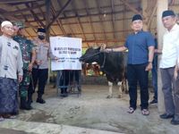 Idul Adha 2022, Pemkab Jembrana Sumbang 34 hewan Kurban, Presiden Jokowi Sumbang Sapi Bali 570 Kg Pemkab Jembrana
