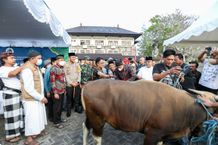 Rawat Toleransi Umat Beragama Untuk Pembangunan Badung, Bupati Giri Prasta Serahkan Hewan Qurban di Hari Raya Idul Adha Bupati Badung