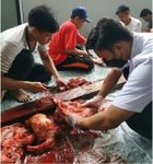 FKH Unud Kerja Sama dengan Dinas Pertanian Kota Denpasar dalam Pemeriksaan Kesehatan Hewan Qurban ftp unud