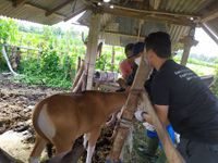 Vaksinasi PMK di Desa Saba bersama Mahasiswa FKH Unud dan Dinas Pertanian Kabupaten Gianyar fkh unud