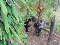 Cegah Wabah PMK, Pemkot Denpasar Gencarkan Vaksinasi PMK di Desa Ubung Kaja Cegah Wabah PMK