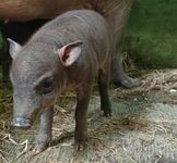 Terancam Punah! Bali Safari Park Kembali Sambut Kelahiran Anakan Babirusa Babirusa