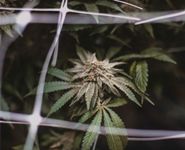 Guru Besar Farmasi UGM Jelaskan Penggunaan Ganja Medis Ganja MEdis
