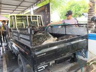 Polda Bali Berhasil Ungkap Penyelundupan Belasan Ekor Penyu Hijau Penyu Hijau
