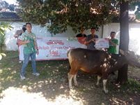 Indahnya Berbagi, Astra Motor Bali Serahkan Hewan Qurban Kepada Masyarakat Qurban