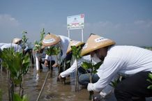 Penutupan Rangkaian HUT ke-52, Astra Motor Tanam 10.000 Mangrove Astra Motor