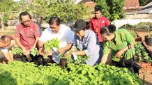 Manfaatkan Lahan Tidur Jadi Produktif, Pemkab Buleleng Panen Sayur Organik Buleleng