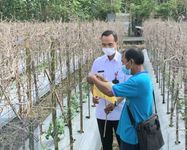 Petani Cabai Dilatih Gerdal Hama Ramah Lingkungan Kadis Pertanian dan Pangan