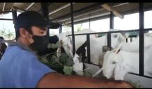 Edukasi Masyarakat Ciptakan Ketahanan Pangan, Desa Sanur Kaja Gelar Padat Karya Tunai Beternak Kambing Sanur Kaja