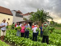 Program Padat Karya Ketahanan Pangan Berbuah Manis, Desa Dangin Puri Kaja Panen Perdana Sayuran Denpasar